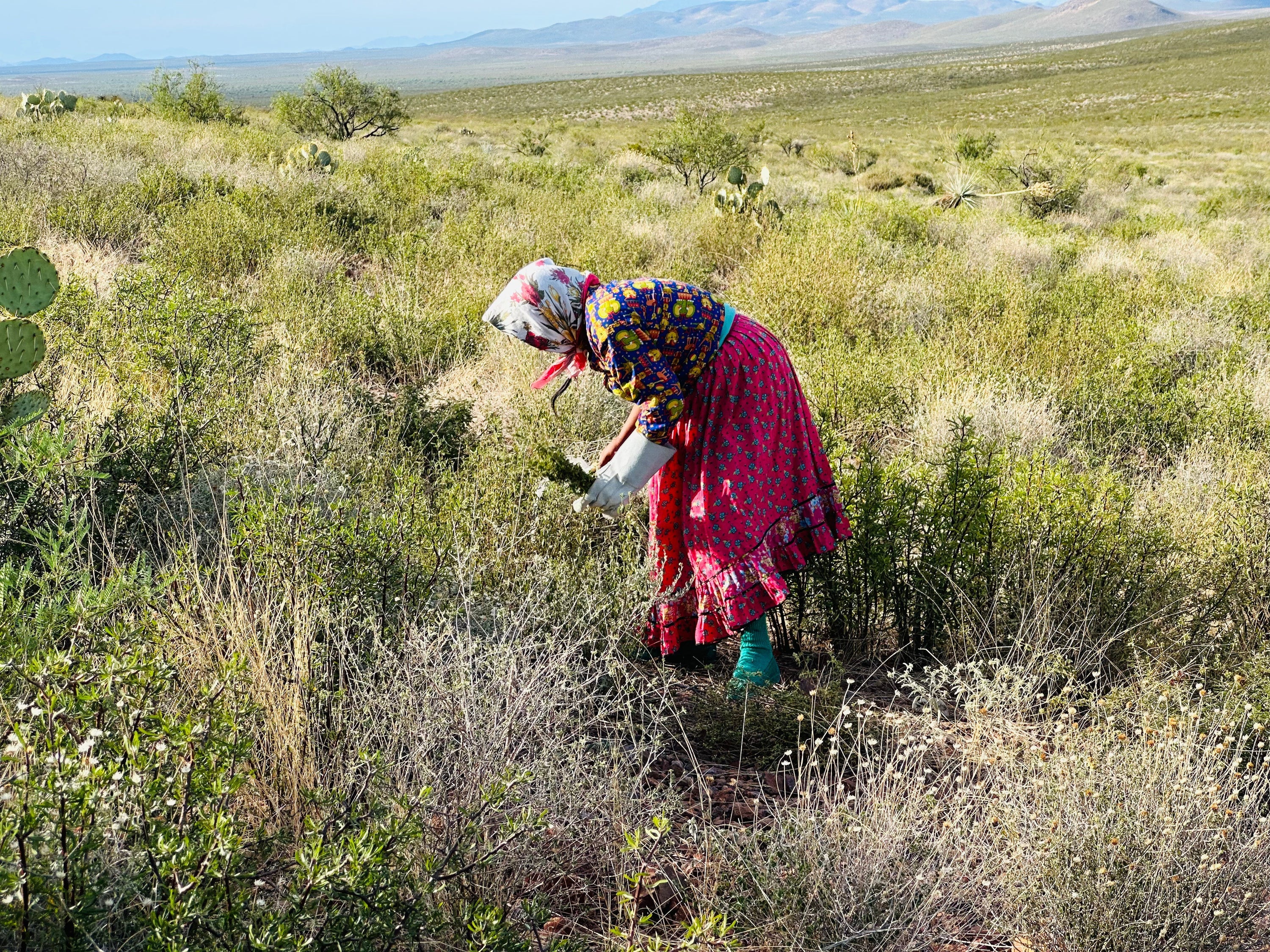 El Poder Oculto del Orégano: El Aceite Natural que Combate Virus, Hongos y Más